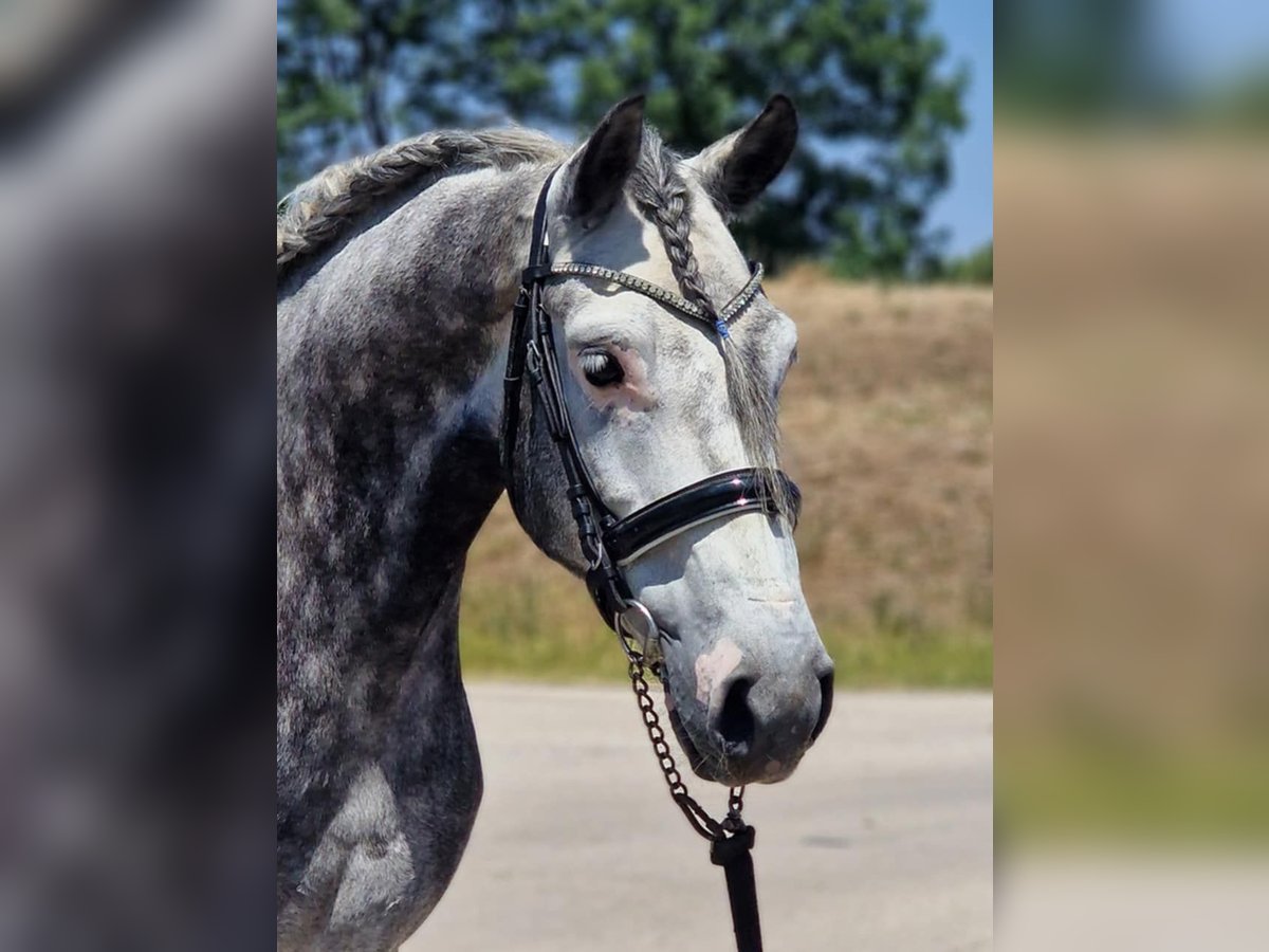 Plus de chevaux à sang chaud Hongre 4 Ans 155 cm Gris in Gyula