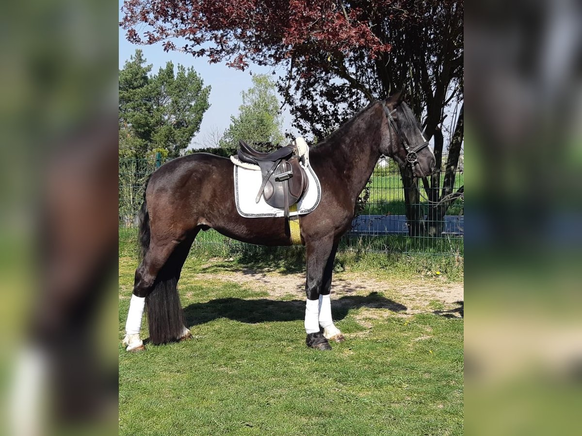 Plus de chevaux à sang chaud Hongre 4 Ans 155 cm Noir in Euskirchen