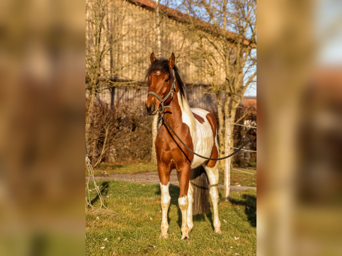 Plus de chevaux à sang chaud Croisé Hongre 4 Ans 158 cm Pinto in Wasserlosen