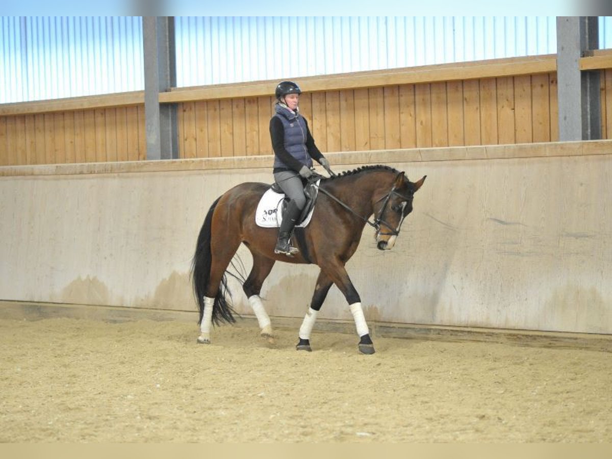 Plus de chevaux à sang chaud Hongre 4 Ans 165 cm Bai in Wellheim