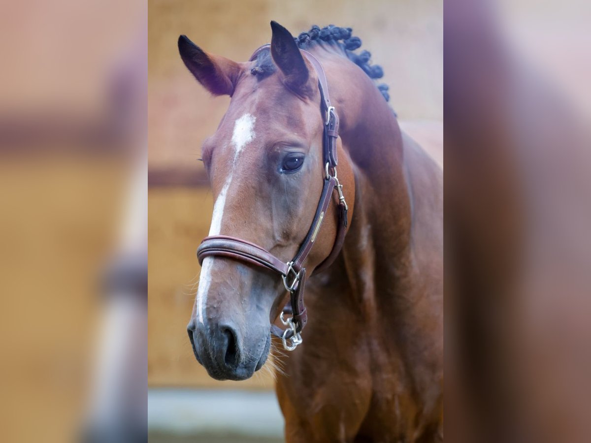 Plus de chevaux à sang chaud Hongre 4 Ans 165 cm Bai in Kinrooi