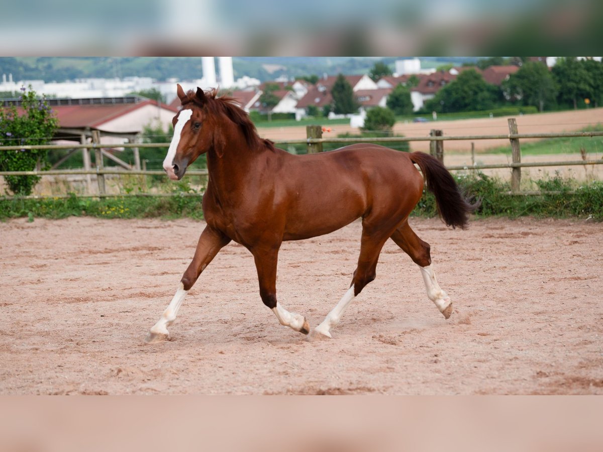 Plus de chevaux à sang chaud Hongre 5 Ans 165 cm Alezan in Bad WimpfenBad Wimpfen