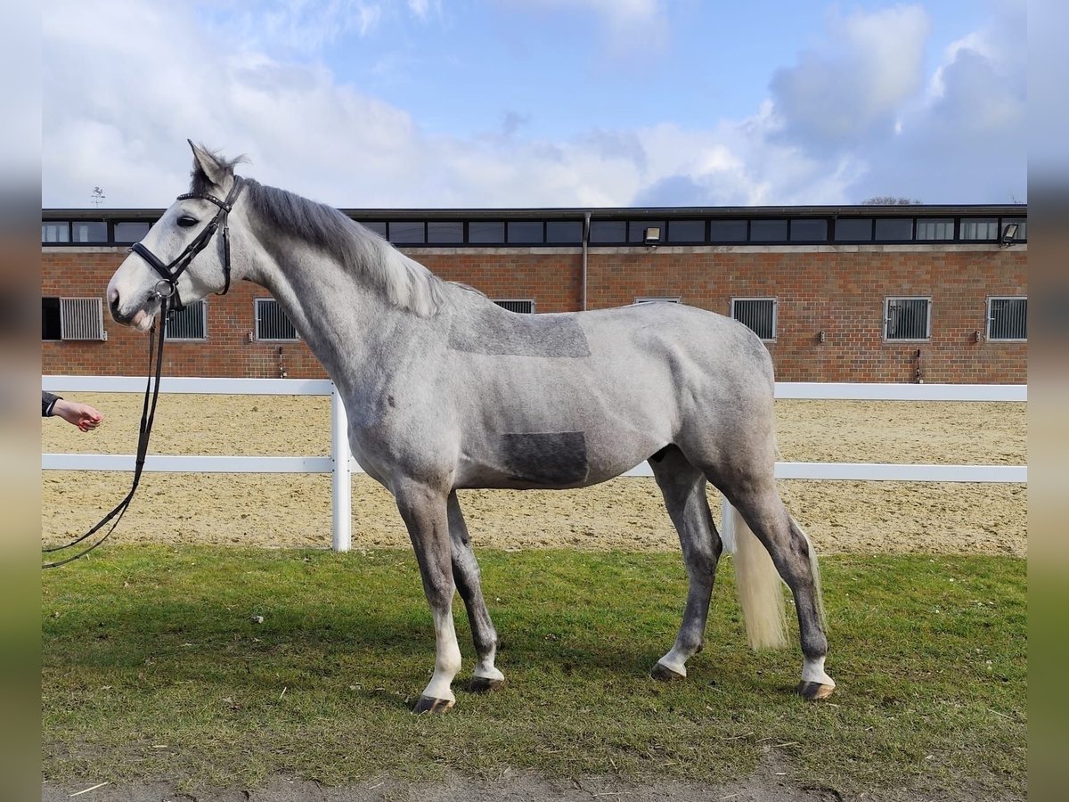 Plus de chevaux à sang chaud Hongre 5 Ans 169 cm Gris in Bad Laer