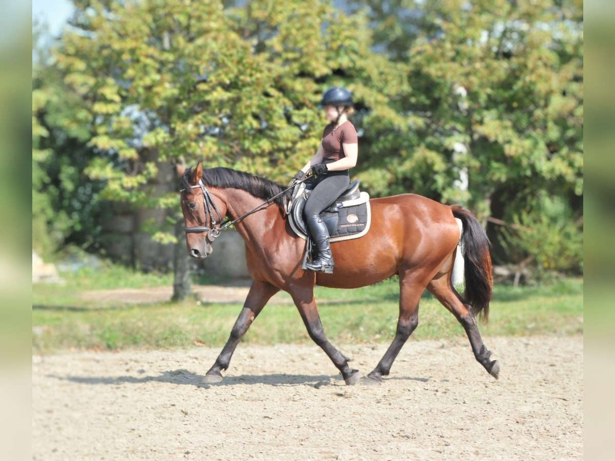 Plus de chevaux à sang chaud Hongre 6 Ans 158 cm Bai in Schattendorf