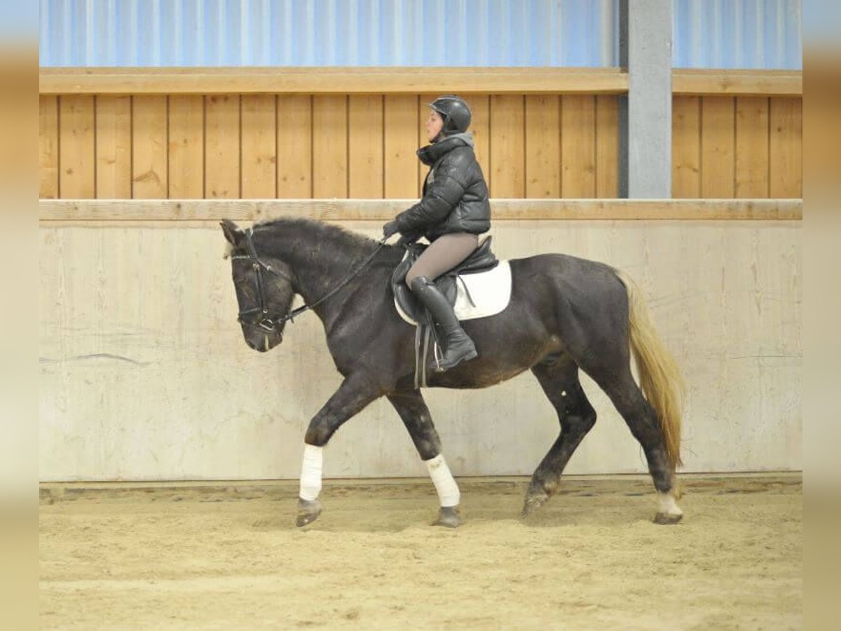 Plus de chevaux à sang chaud Hongre 6 Ans 160 cm in Wellheim