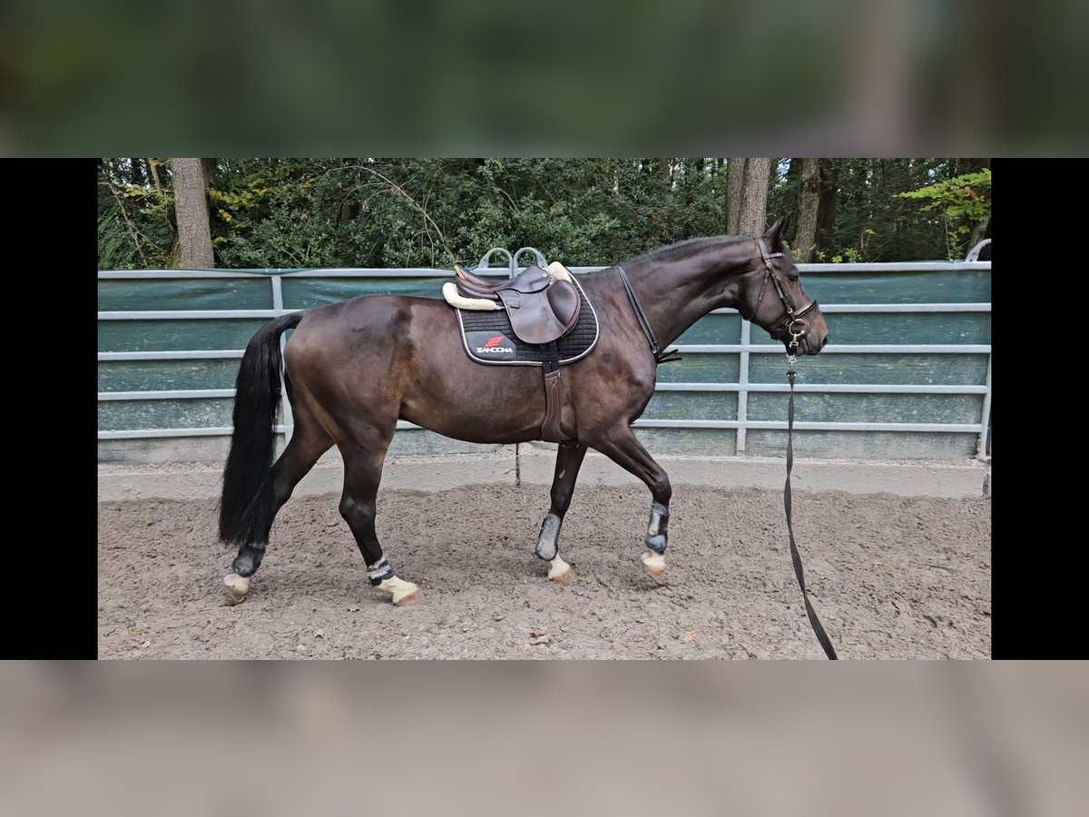 Plus de chevaux à sang chaud Croisé Hongre 6 Ans 165 cm Bai brun foncé in Windeck