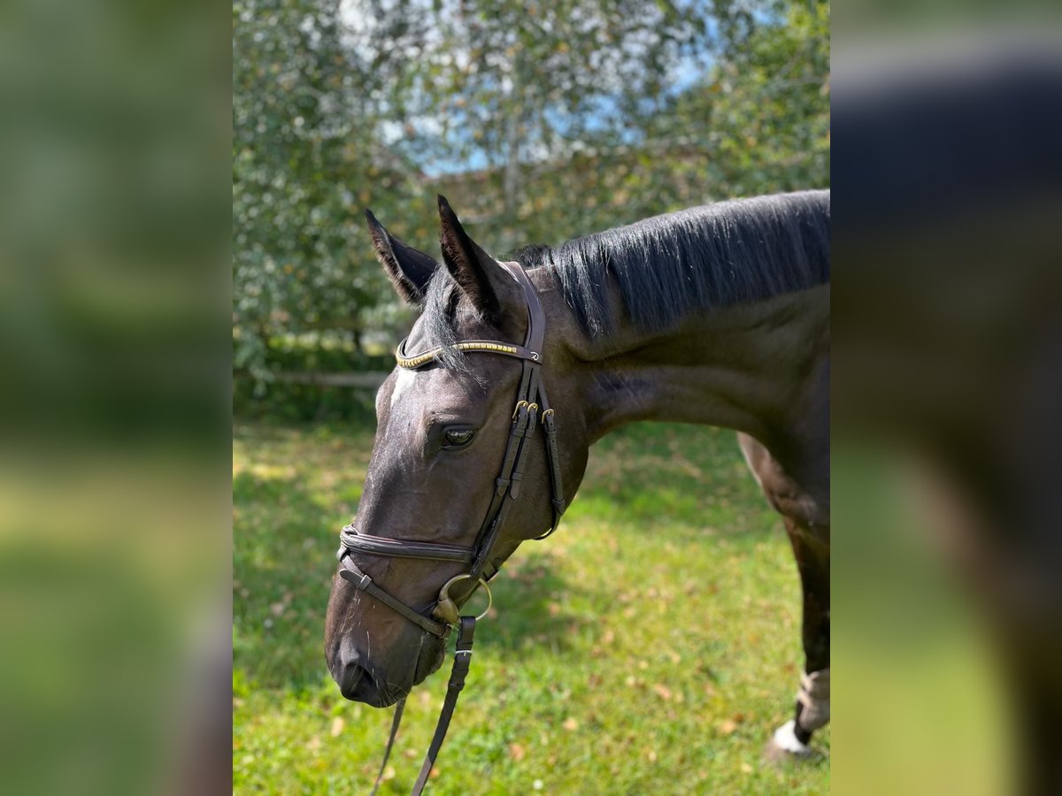 Plus de chevaux à sang chaud Hongre 6 Ans 169 cm Bai brun in Suhlendorf