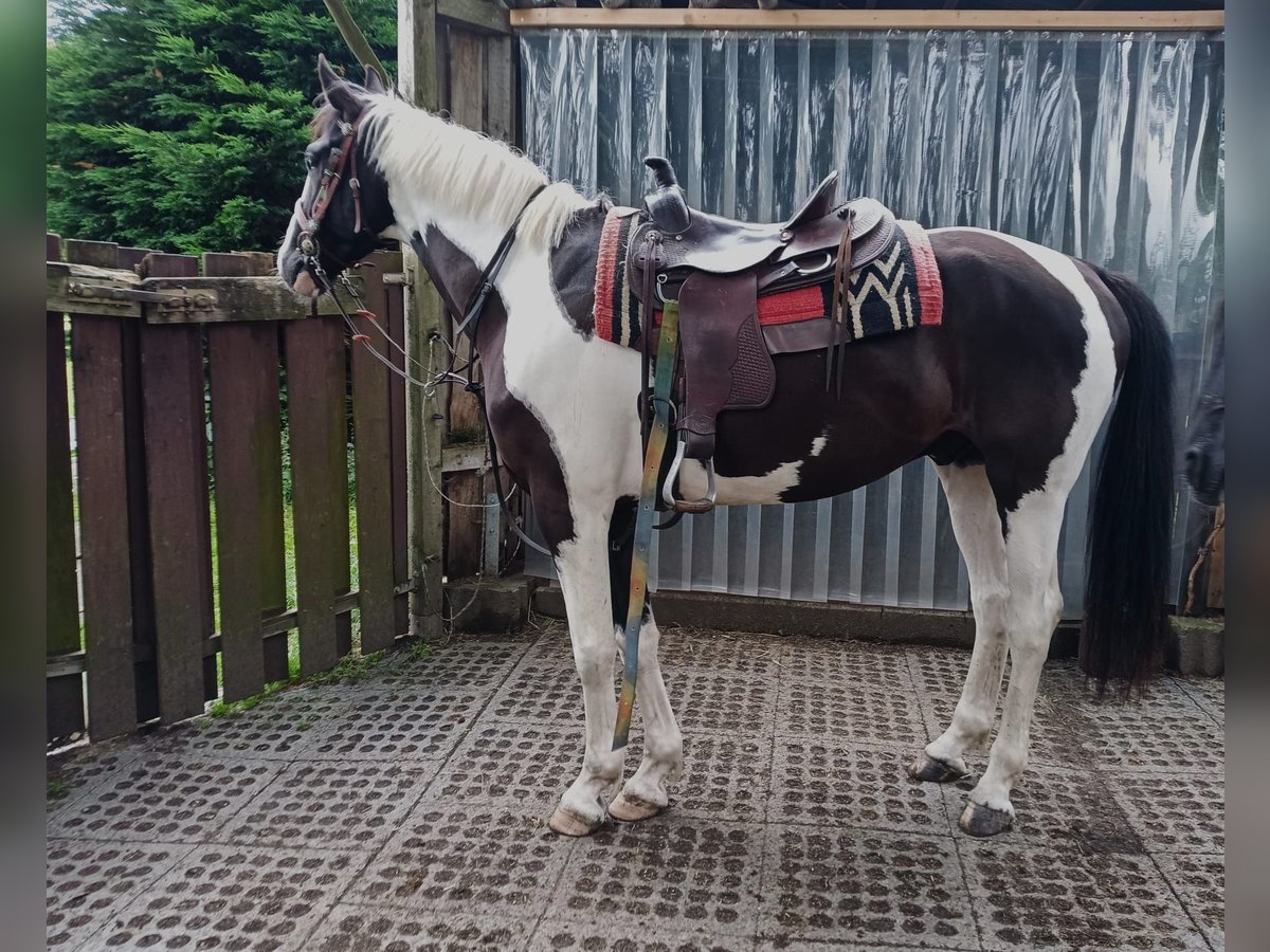 Plus de chevaux à sang chaud Hongre 6 Ans 170 cm Pinto in B&#xFC;ckeburg Evesen