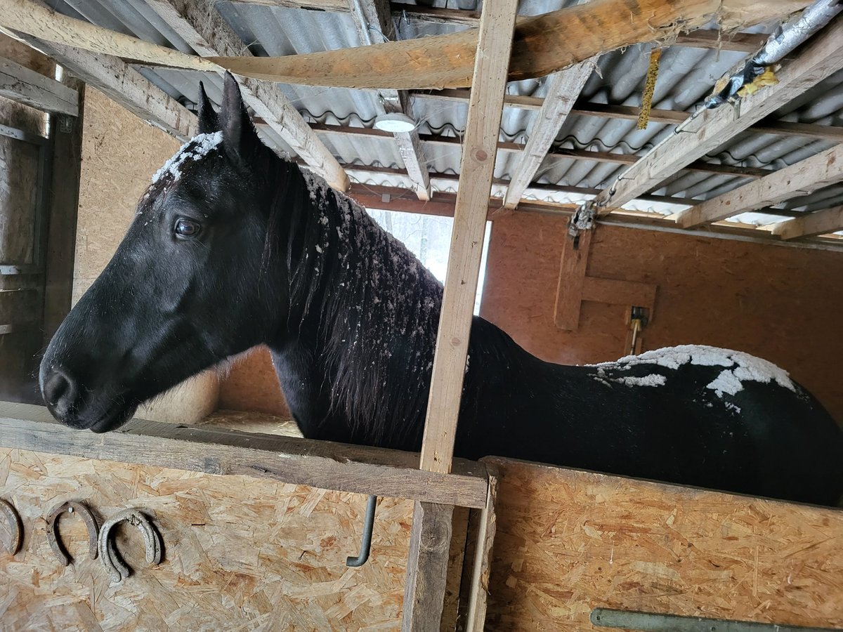 Plus de chevaux à sang chaud Hongre 7 Ans 153 cm Noir in Heiligenkreuz im Lafnitztal