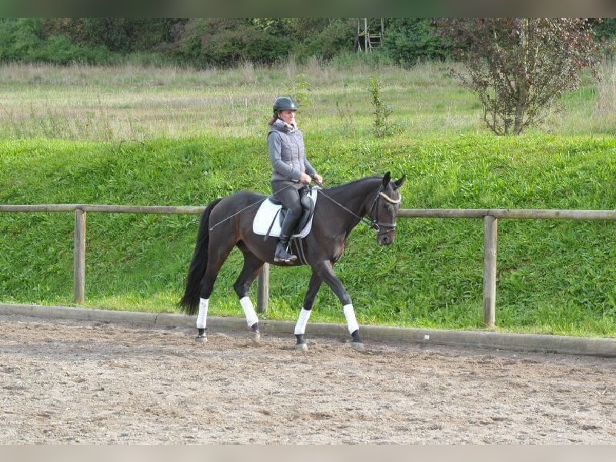 Plus de chevaux à sang chaud Hongre 7 Ans 163 cm Bai brun foncé in Wellheim