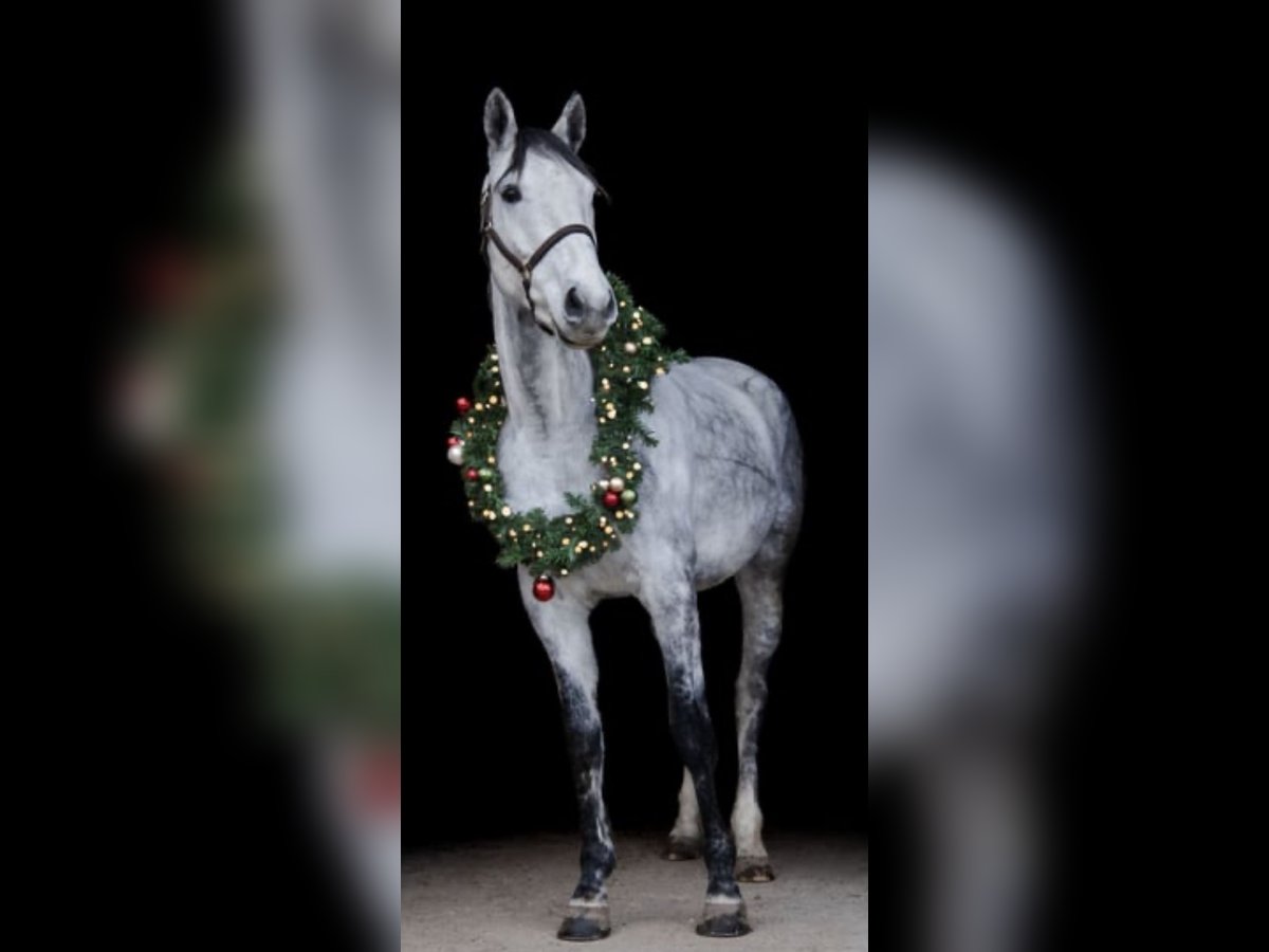 Plus de chevaux à sang chaud Hongre 7 Ans 165 cm Gris pommelé in Schemmerhofen
