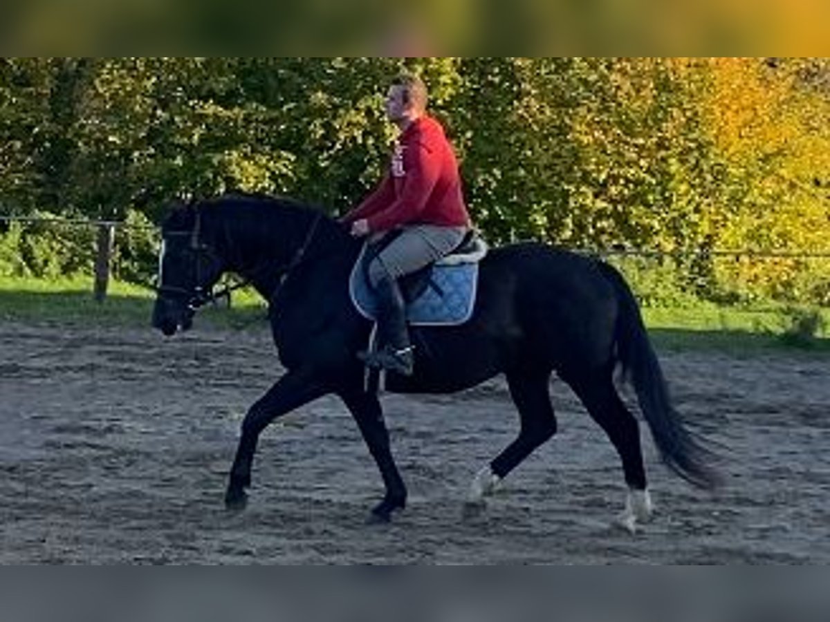 Plus de chevaux à sang chaud Hongre 7 Ans 165 cm Noir in Elze Esbeck