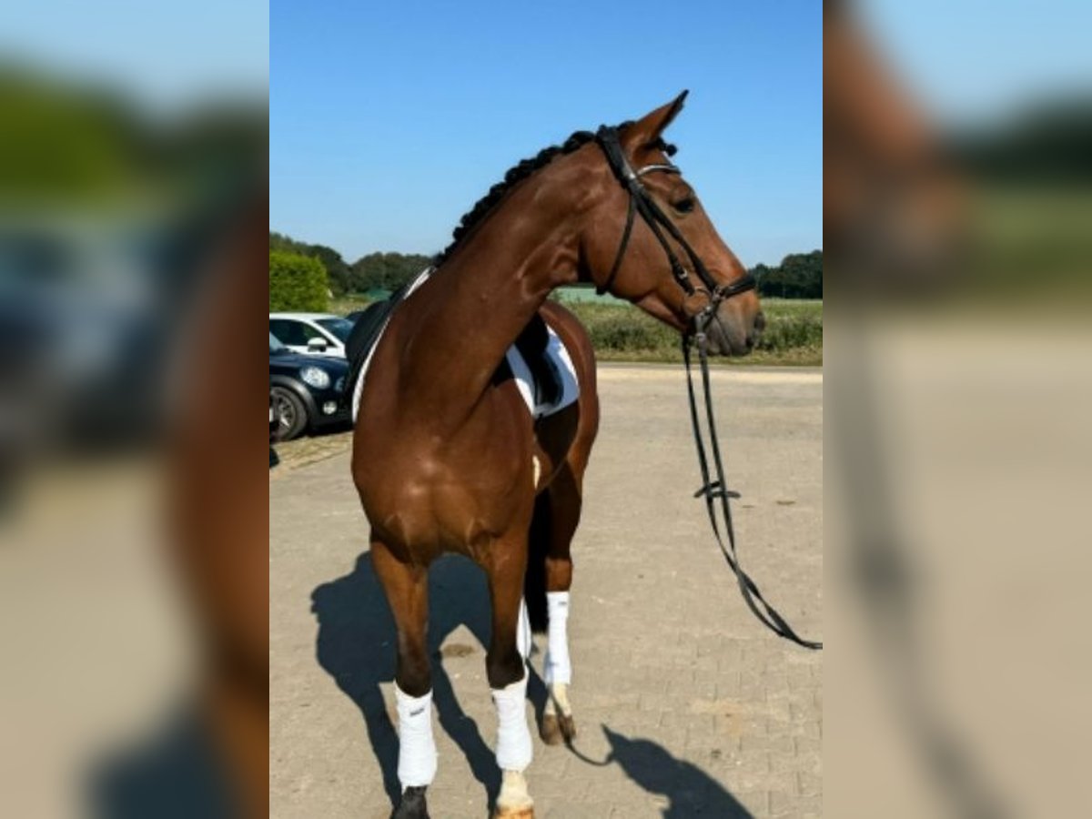 Plus de chevaux à sang chaud Hongre 7 Ans 168 cm Bai in Willich