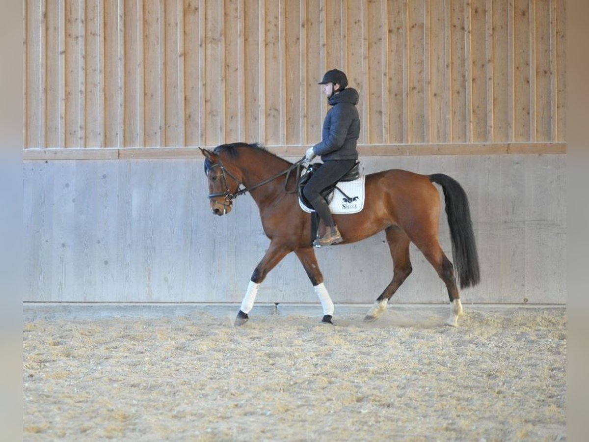 Plus de chevaux à sang chaud Hongre 7 Ans 168 cm Bai in Wellheim