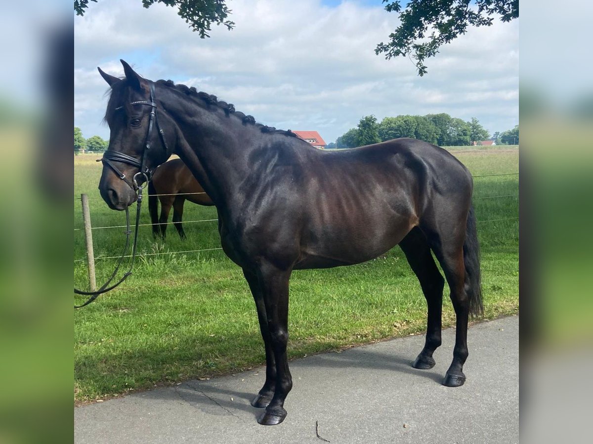 Plus de chevaux à sang chaud Hongre 7 Ans 168 cm Noir in Hopsten