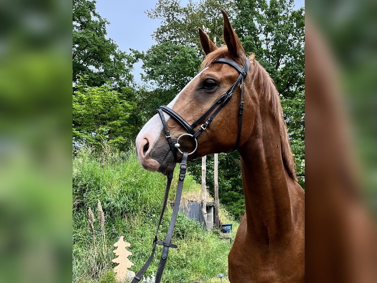 Plus de chevaux à sang chaud Hongre 7 Ans Alezan in Karstädt