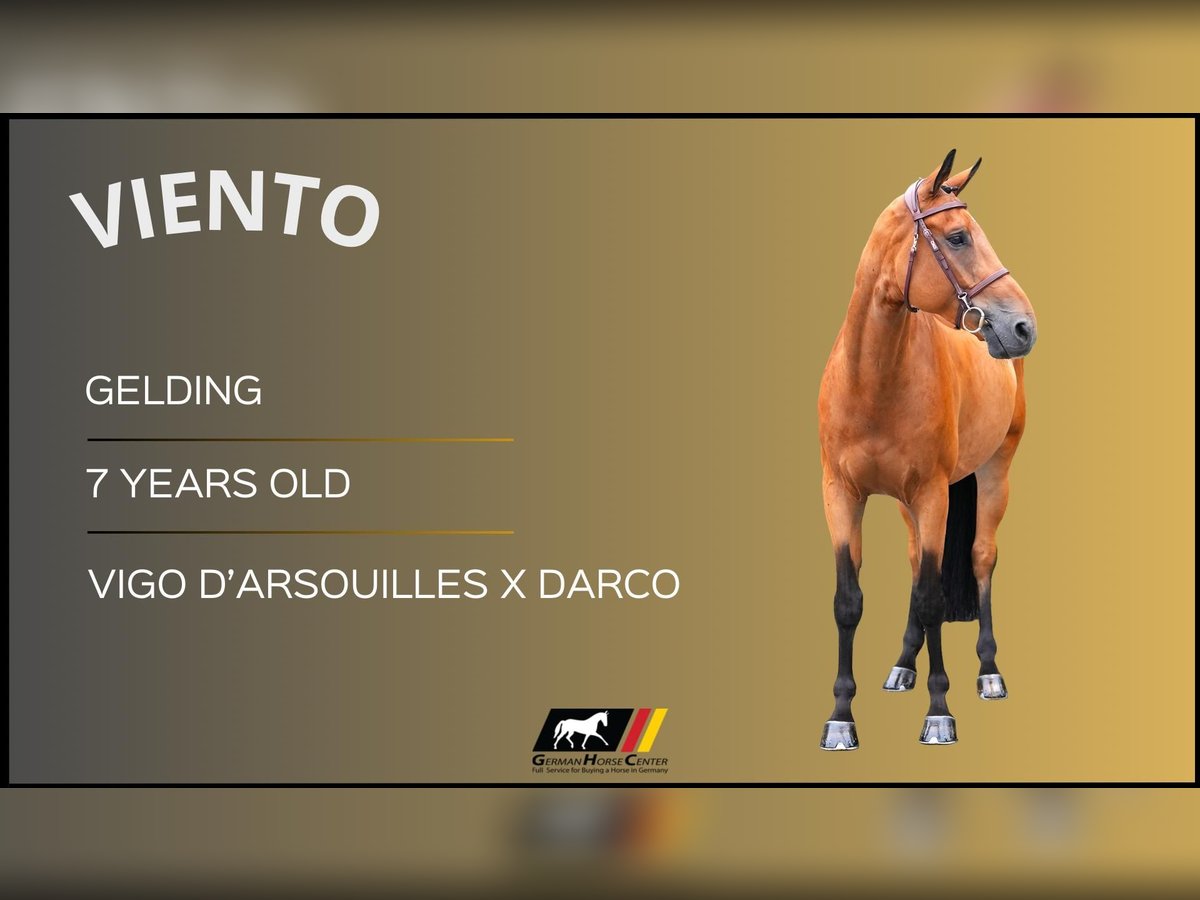 Plus de chevaux à sang chaud Hongre 7 Ans Bai in Z&#xFC;lpich