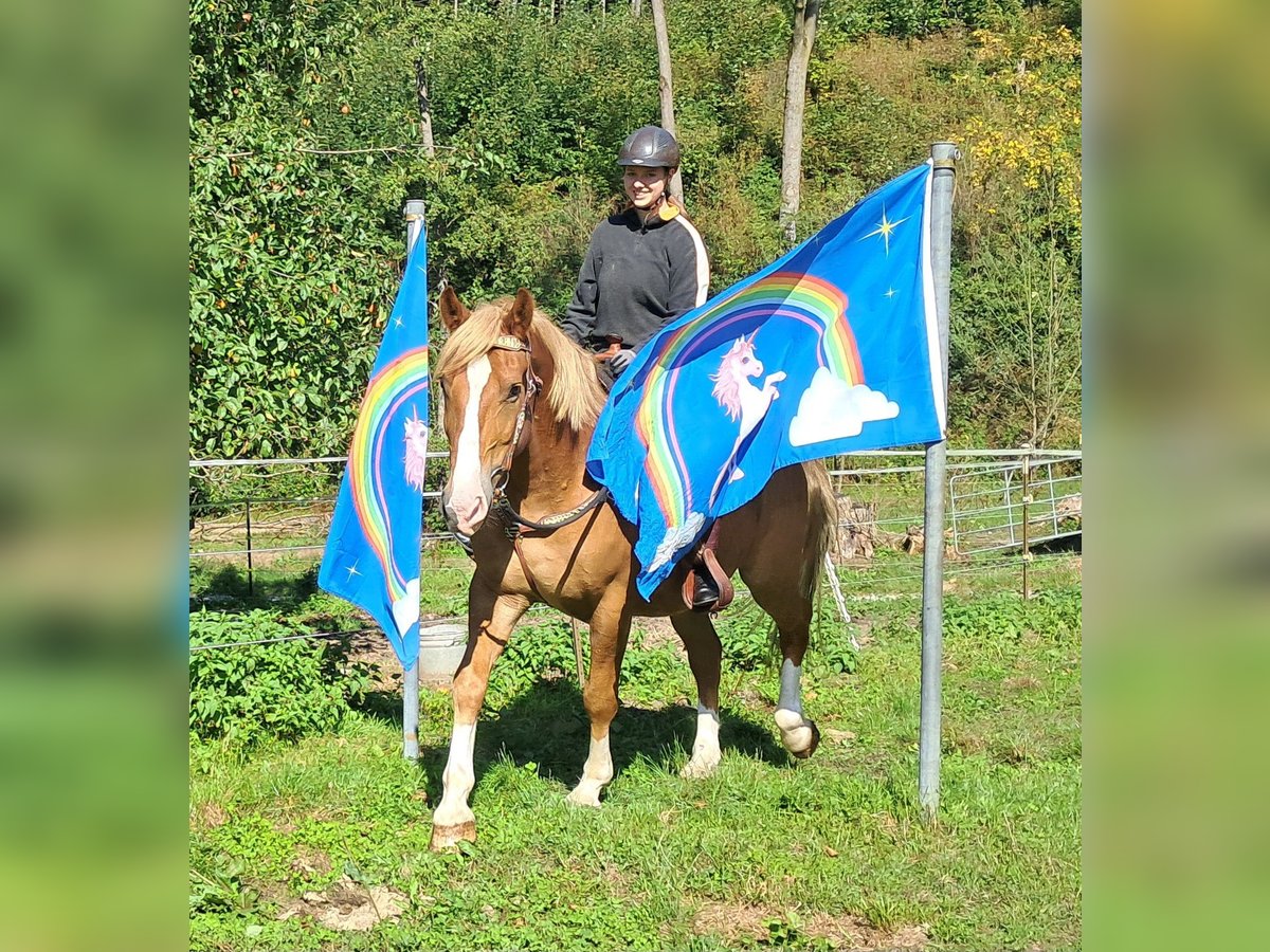 Plus de chevaux à sang chaud Hongre 8 Ans 160 cm Alezan in Bayerbach