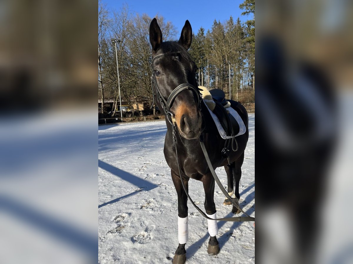 Plus de chevaux à sang chaud Hongre 8 Ans 165 cm Bai brun in Gauting