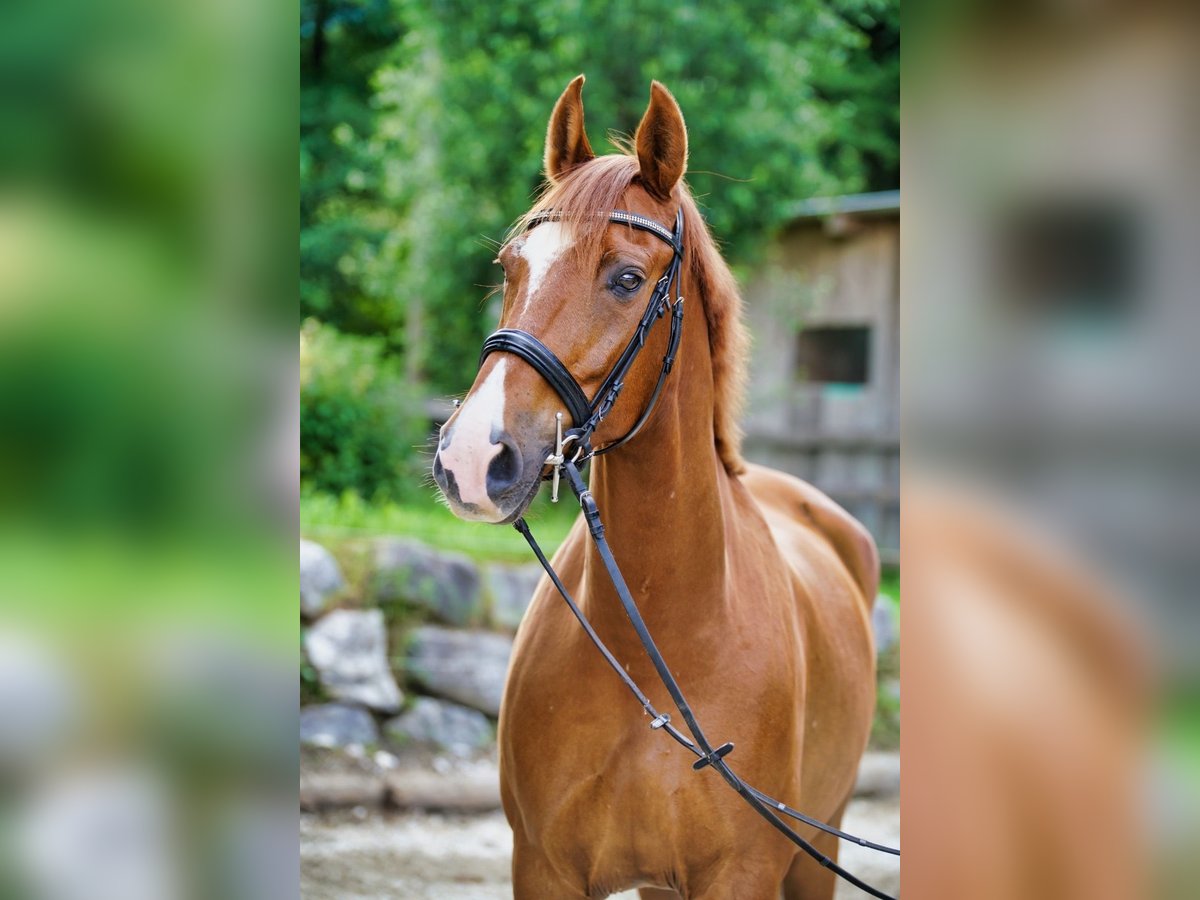 Plus de chevaux à sang chaud Hongre 8 Ans 172 cm in Puch