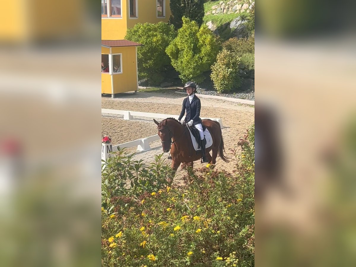 Plus de chevaux à sang chaud Hongre 8 Ans Alezan in Stainz