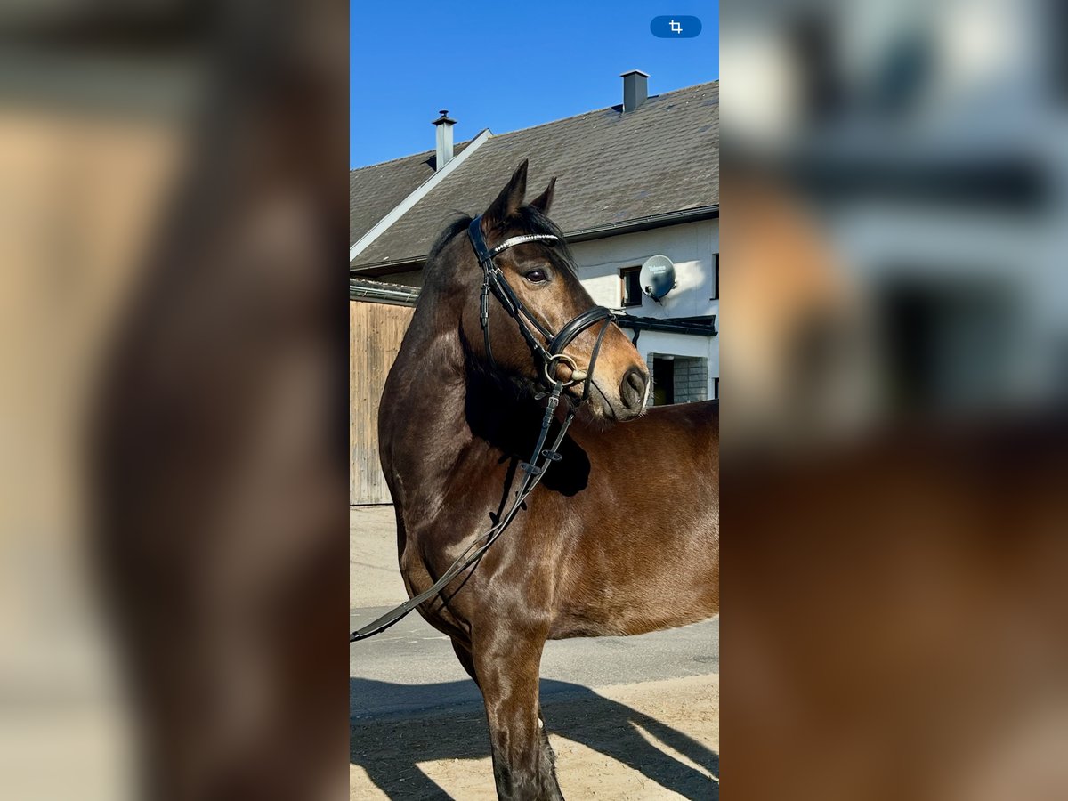 Plus de chevaux à sang chaud Hongre 9 Ans 160 cm Bai in Pelmberg