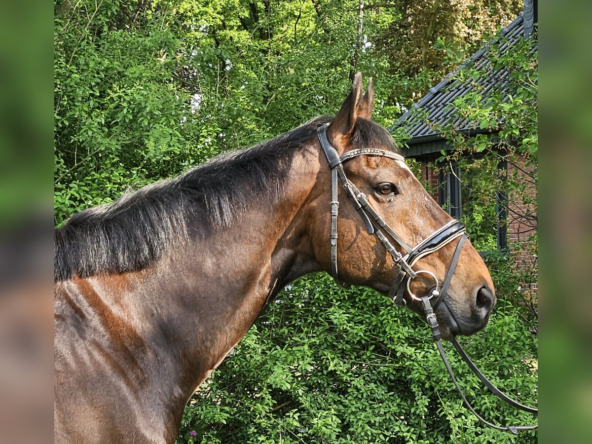 Plus de chevaux à sang chaud Hongre 9 Ans 163 cm Bai brun foncé in Wachtendonk