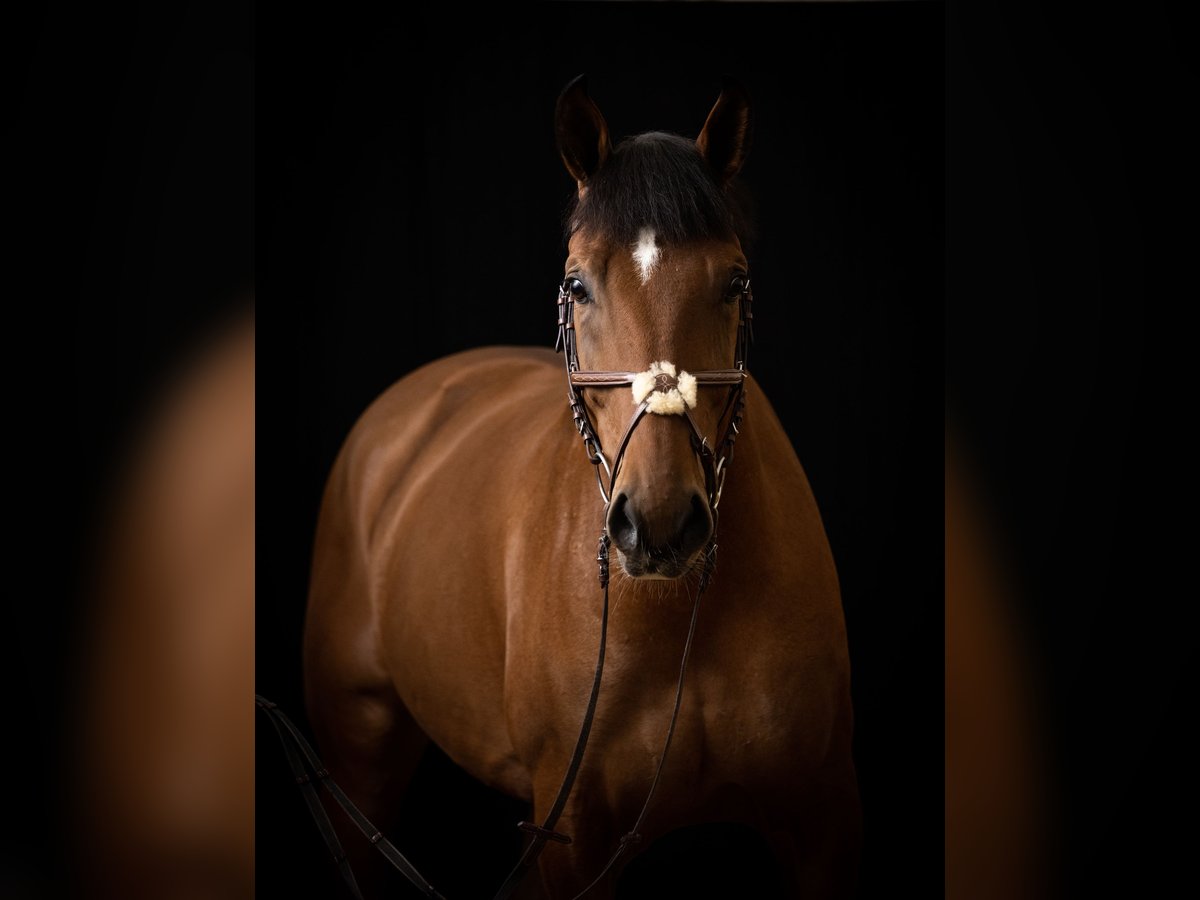 Plus de chevaux à sang chaud Croisé Hongre 9 Ans 170 cm Bai cerise in Ljubljana