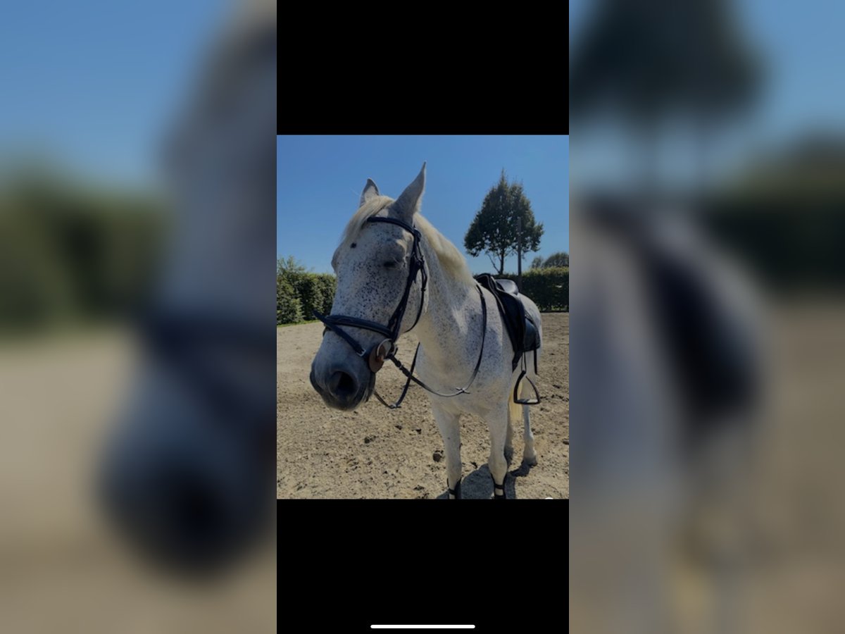 Plus de chevaux à sang chaud Croisé Jument 10 Ans 160 cm Gris in Graz Umgebung