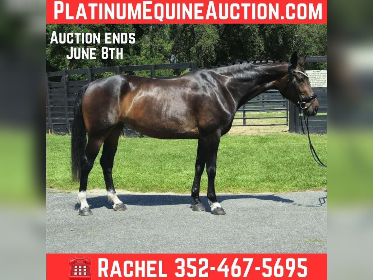 Plus de chevaux à sang chaud Jument 10 Ans 168 cm Bai cerise in Ocala FL