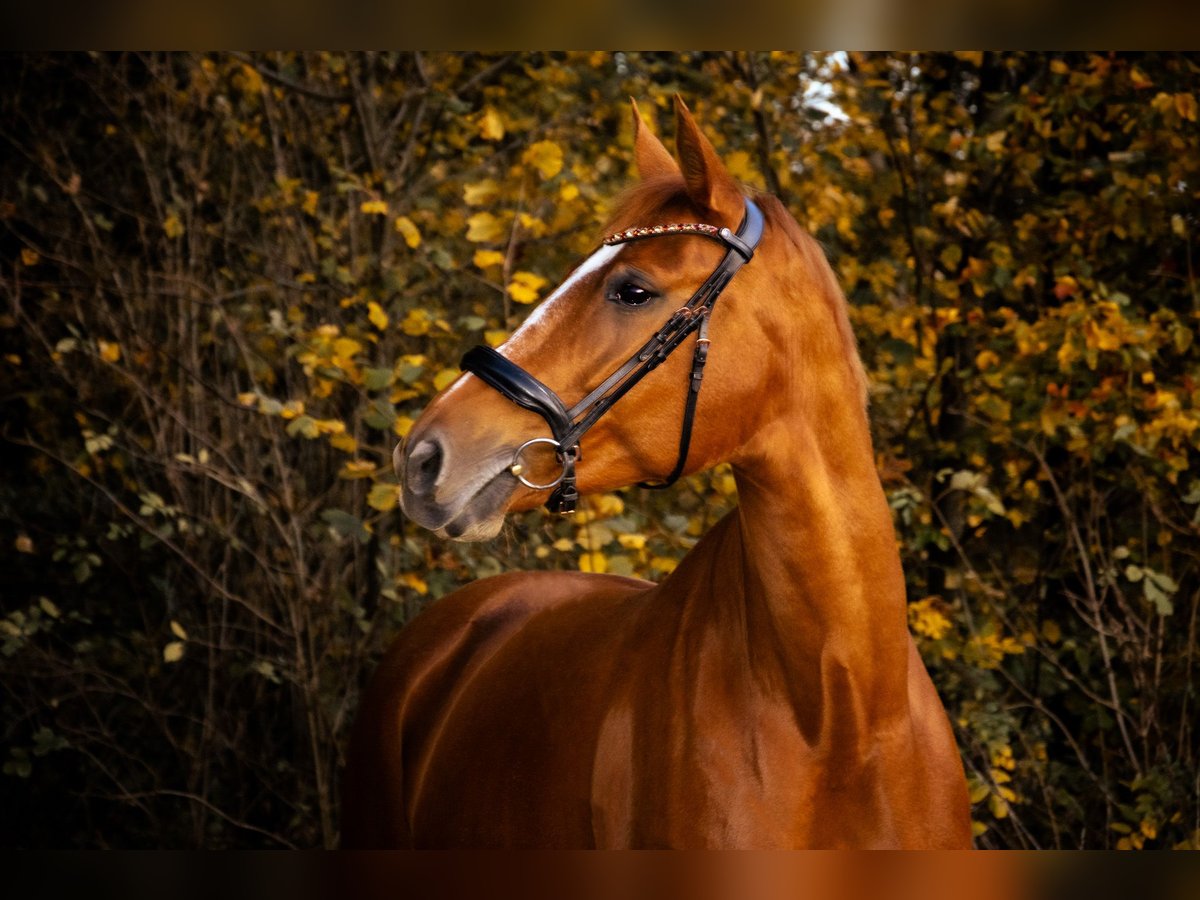 Plus de chevaux à sang chaud Jument 11 Ans 170 cm Alezan in Bad Zell