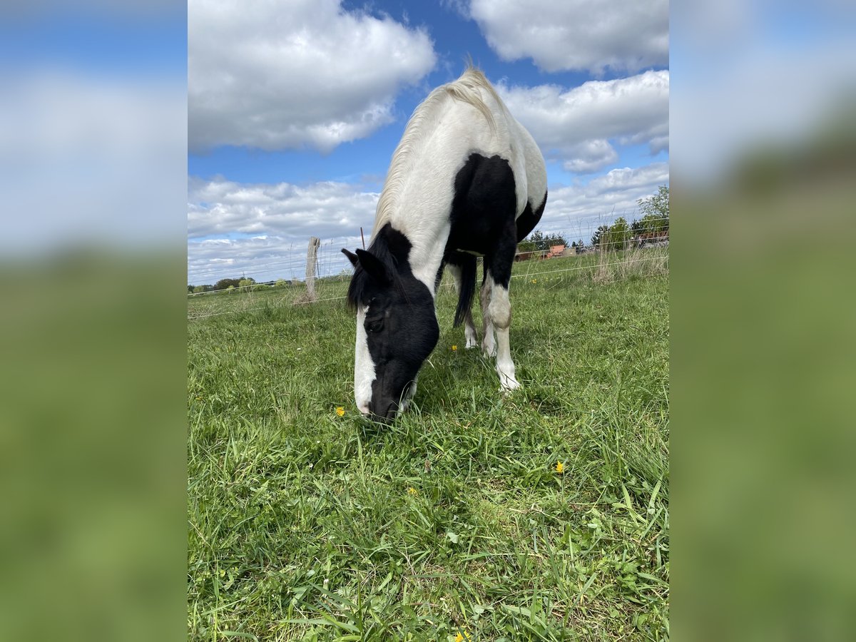 Plus de chevaux à sang chaud Jument 12 Ans 163 cm Pinto in Hohendubrau