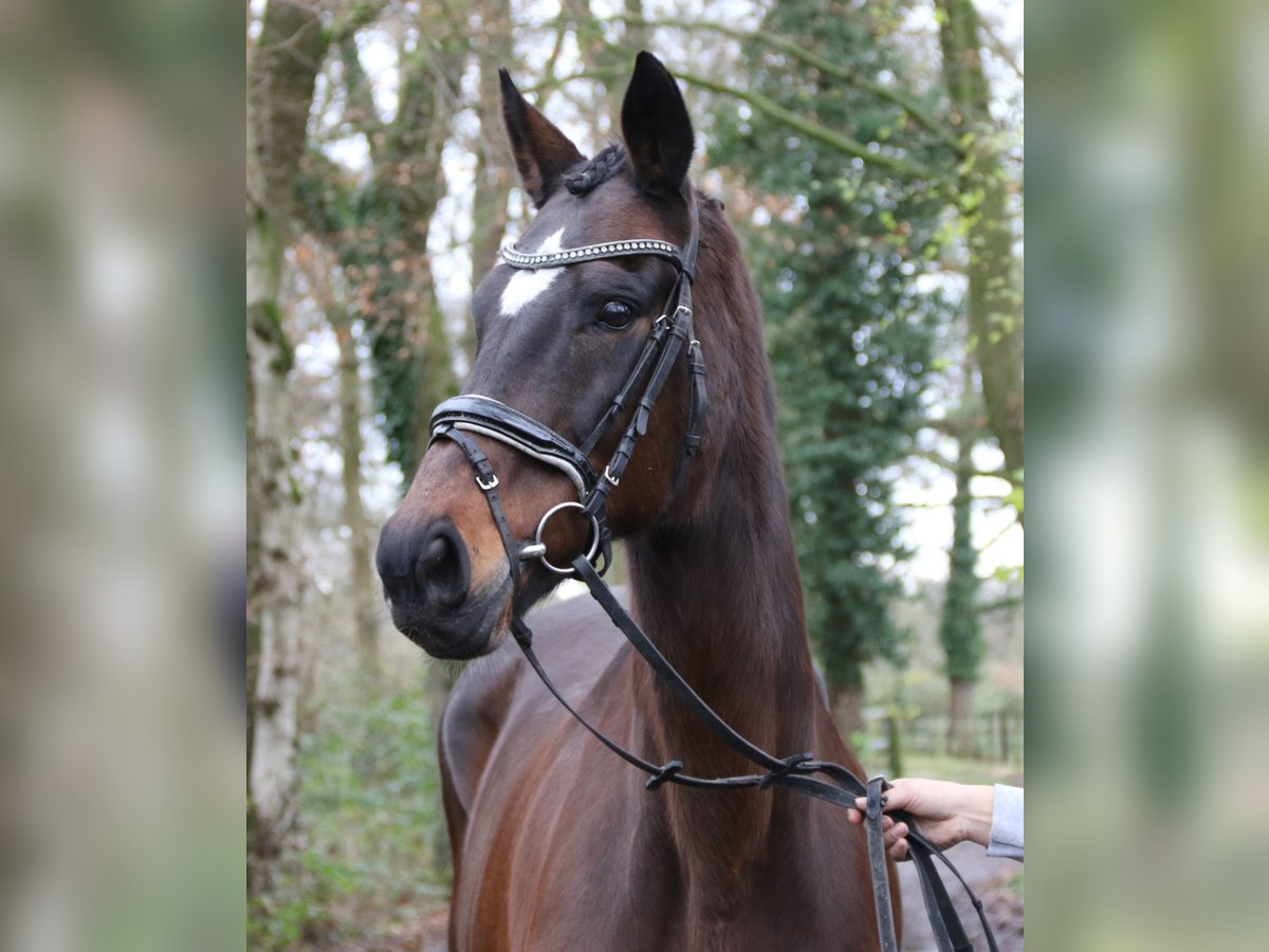 Plus de chevaux à sang chaud Jument 12 Ans 165 cm Bai brun foncé in Nettetal