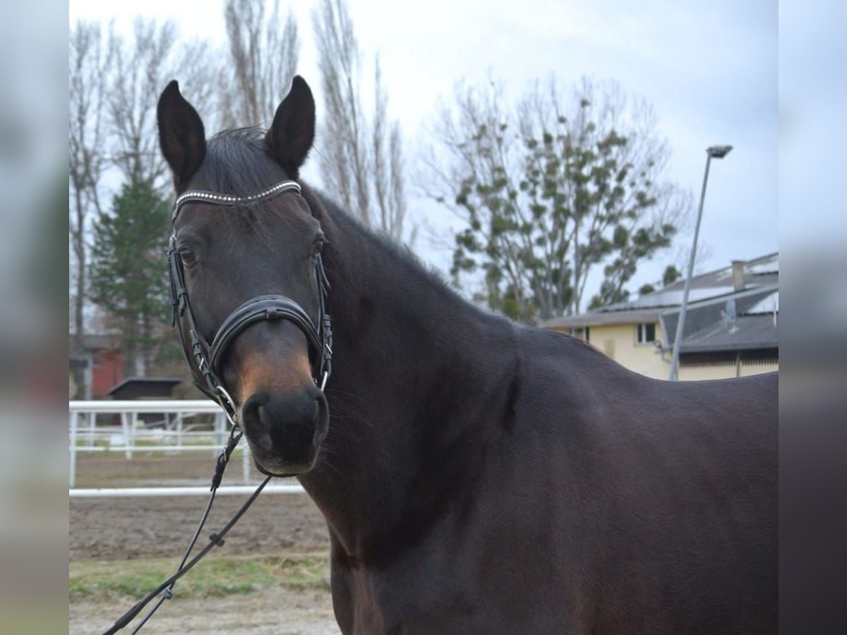 Plus de chevaux à sang chaud Jument 12 Ans 168 cm Bai in Schönau an der Triesting