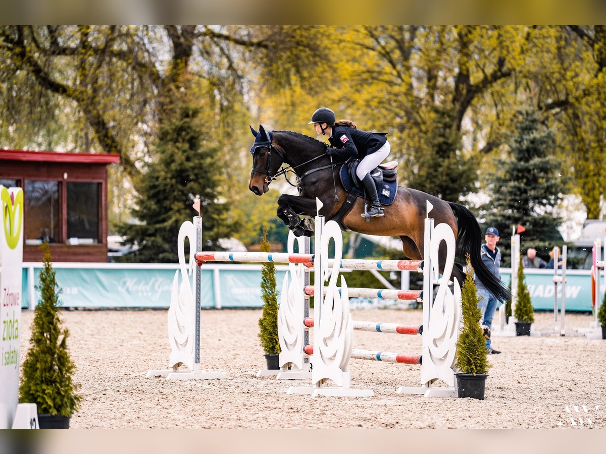 Plus de chevaux à sang chaud Jument 12 Ans Bai cerise in Tuszyn