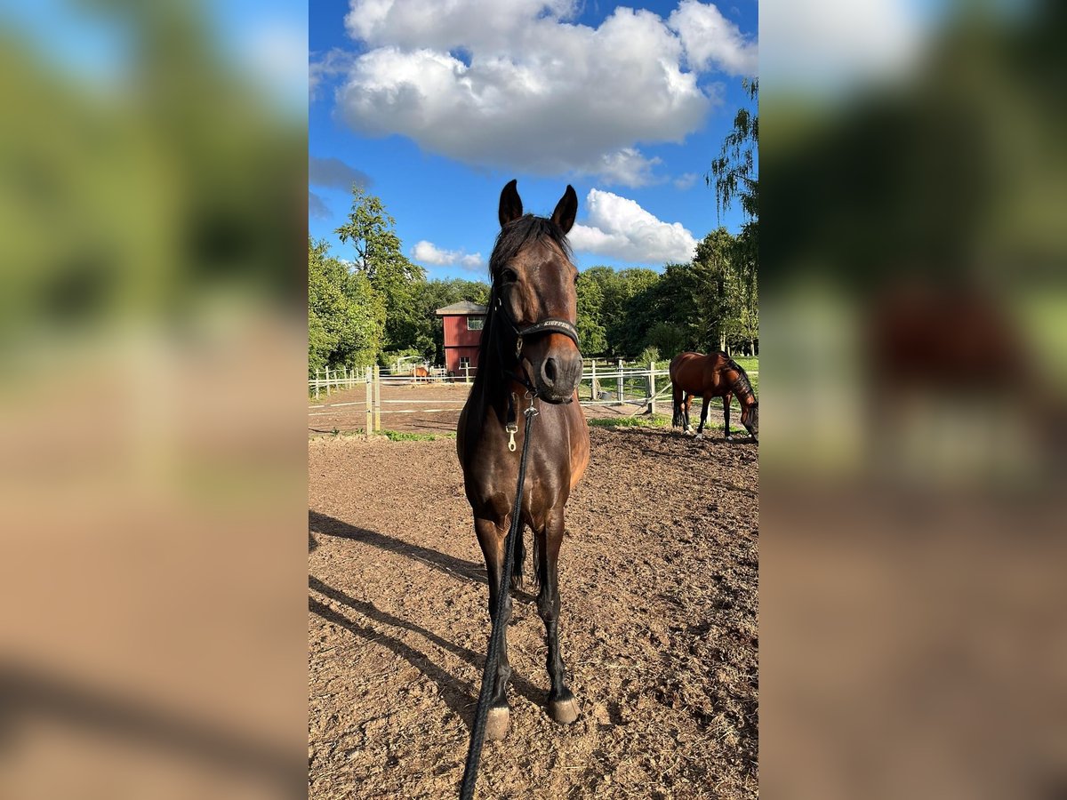 Plus de chevaux à sang chaud Jument 13 Ans 160 cm Bai brun in Neumünster