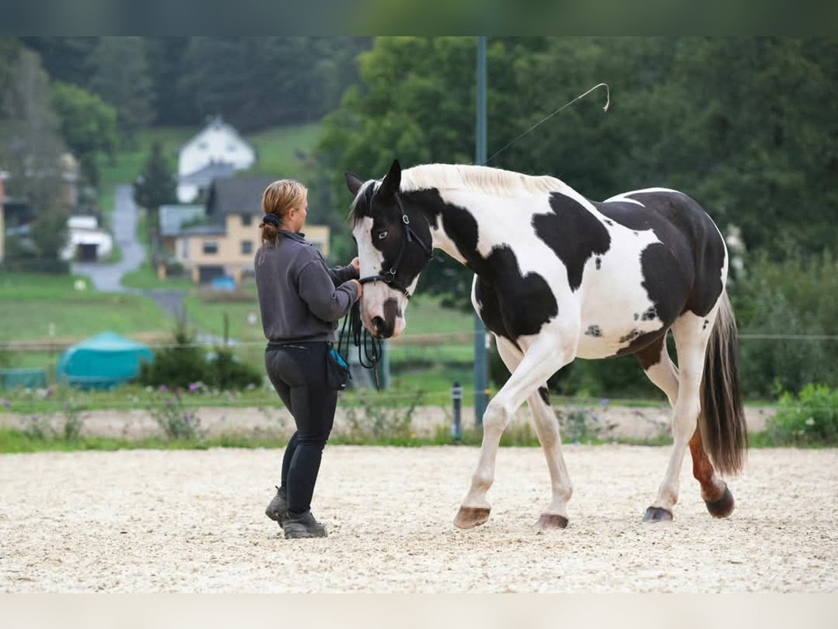 Plus de chevaux à sang chaud Jument 13 Ans 163 cm Pinto in Langenorla