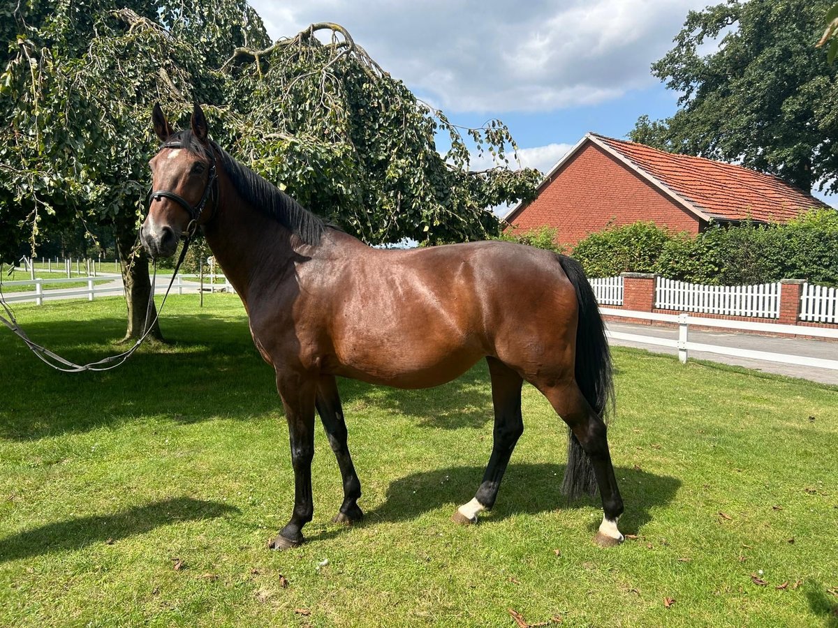 Plus de chevaux à sang chaud Jument 13 Ans 165 cm Bai in Bad Laer