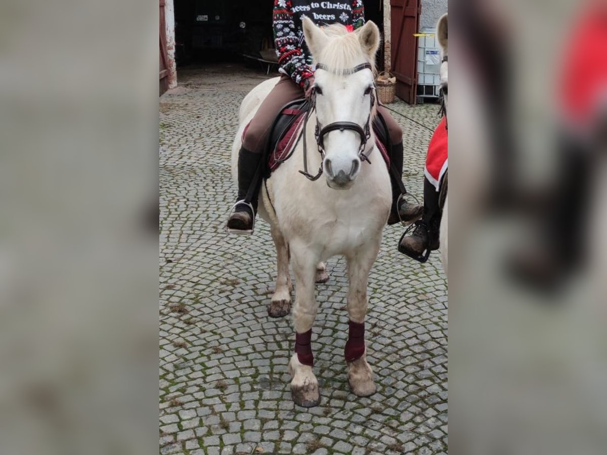 Plus de chevaux à sang chaud Croisé Jument 14 Ans 150 cm Gris in Auma-Weidatal