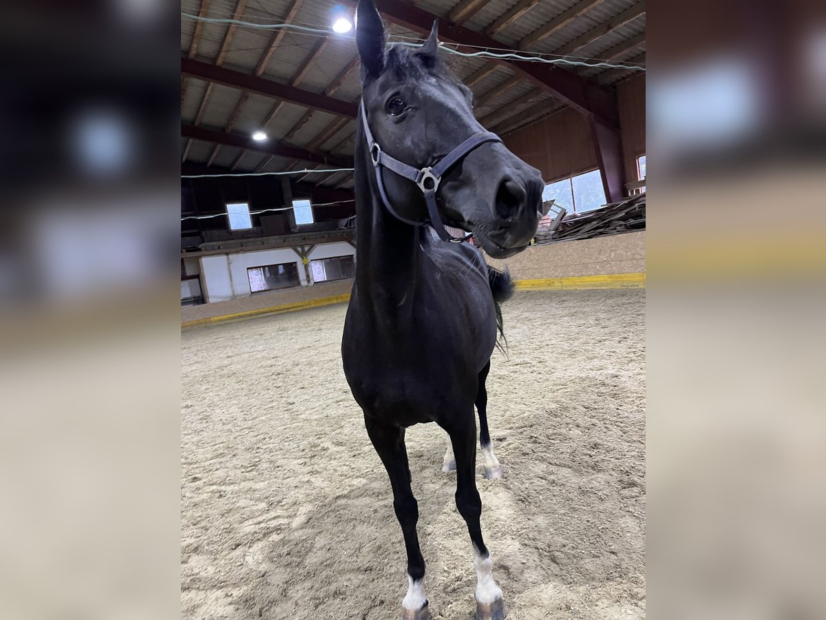 Plus de chevaux à sang chaud Croisé Jument 14 Ans 160 cm Noir in Windischgarsten