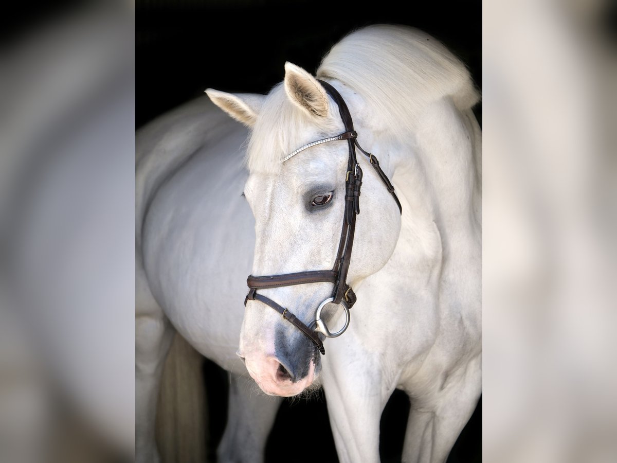 Plus de chevaux à sang chaud Jument 14 Ans 164 cm Gris in Dohren