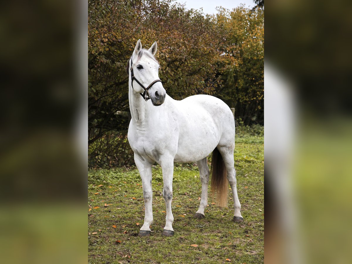 Plus de chevaux à sang chaud Jument 15 Ans 166 cm Gris in Heidelberg