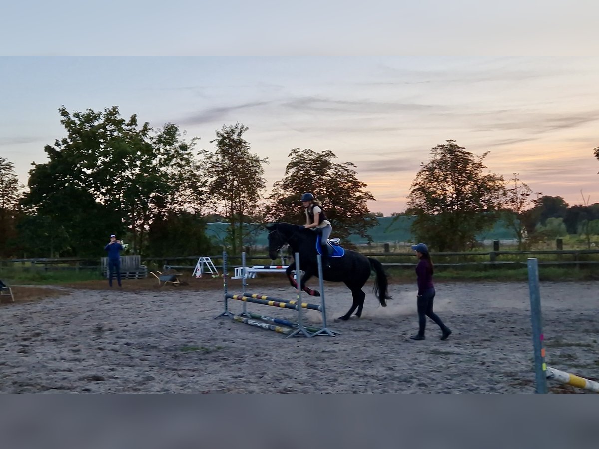 Plus de chevaux à sang chaud Jument 15 Ans 170 cm Bai brun foncé in Teupitz