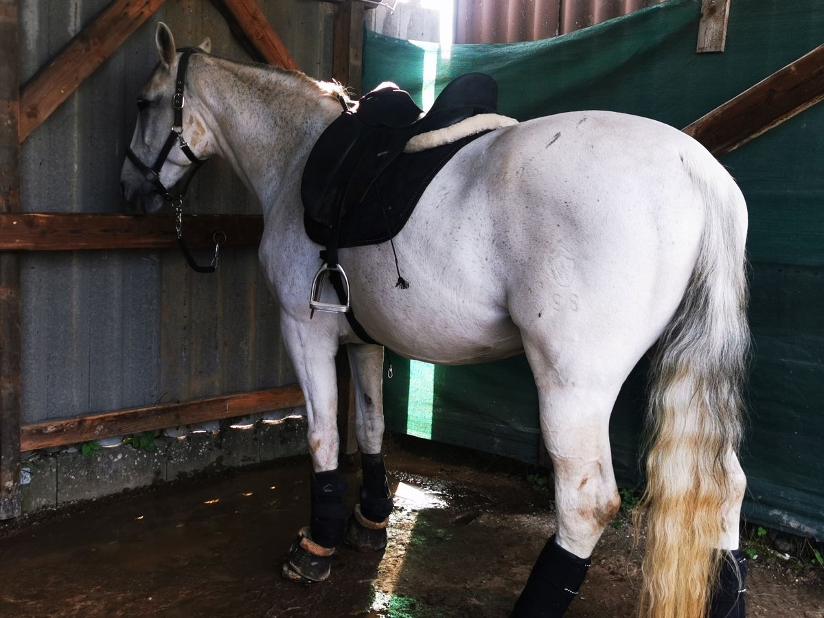 Plus de chevaux à sang chaud Jument 16 Ans 172 cm Gris pommelé in Zierenberg