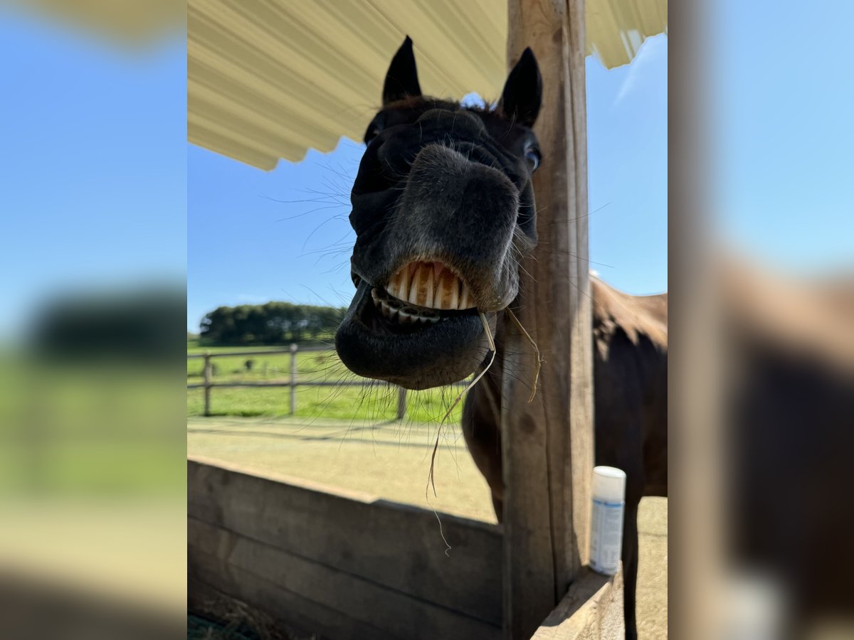 Plus de chevaux à sang chaud Jument 17 Ans 161 cm Noir in Wenden