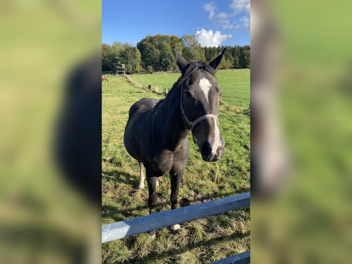 Plus de chevaux à sang chaud Jument 17 Ans 170 cm Bai brun in Lichtenau