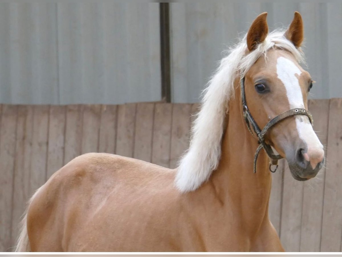 Plus de chevaux à sang chaud Jument 1 Année 150 cm Palomino in Borgentreich