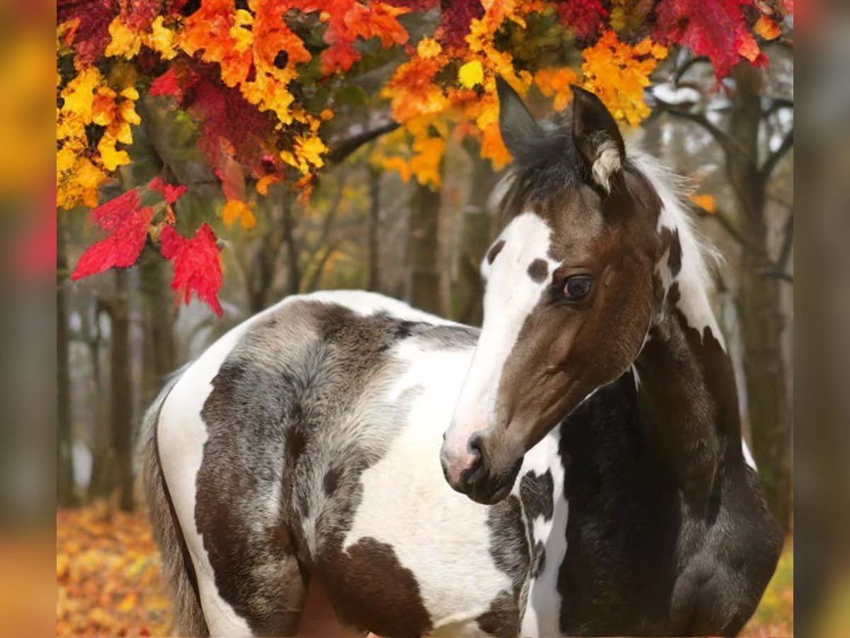 Plus de chevaux à sang chaud Jument 1 Année 168 cm Pinto in Borgentreich