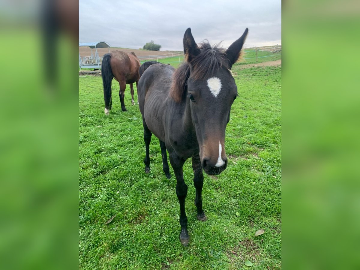 Plus de chevaux à sang chaud Jument 1 Année Bai brun in Puch