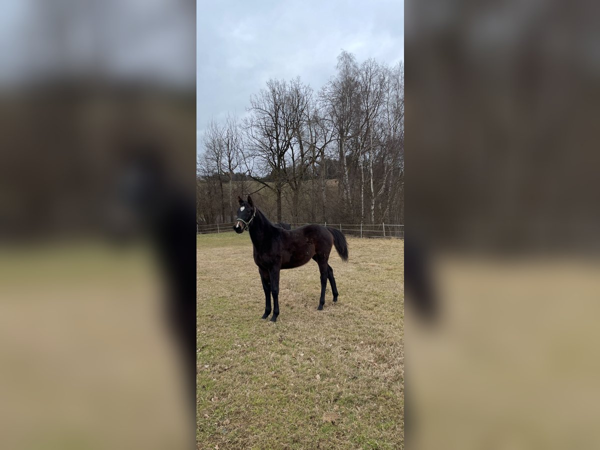 Plus de chevaux à sang chaud Jument 1 Année Bai brun in Puch